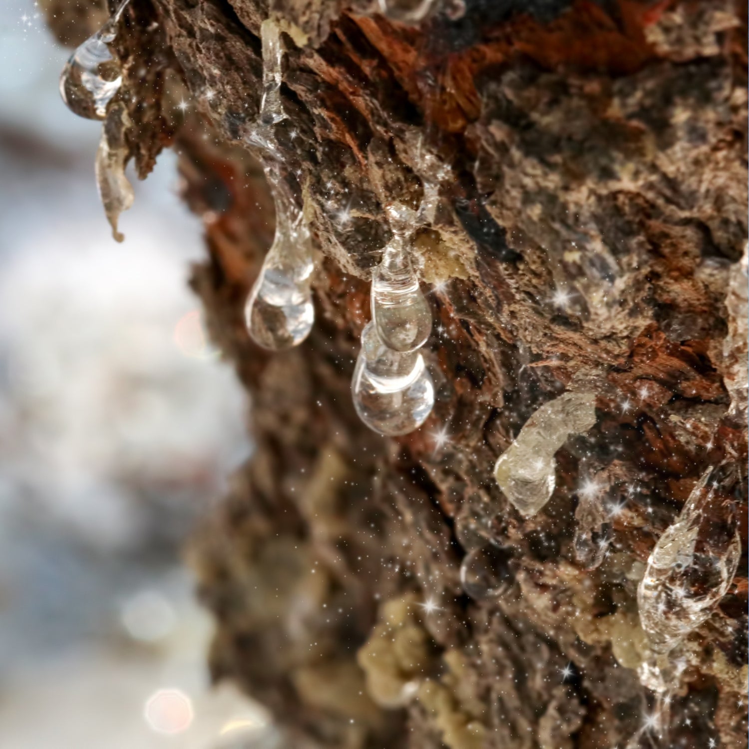 mastic tree extract offers retinol like results without the side effects.
